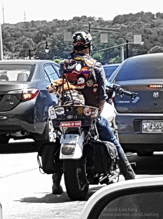 motocycle pup.jpg